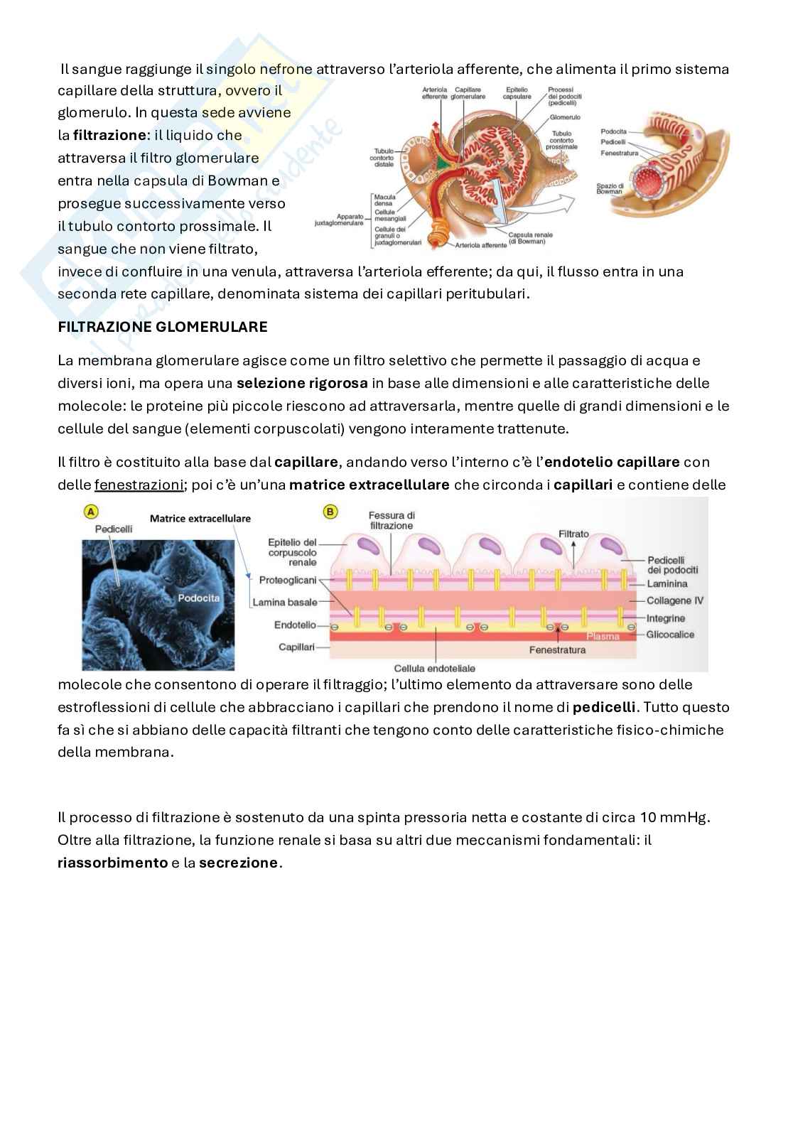 Appunti Fisiologia 3   Pag. 66
