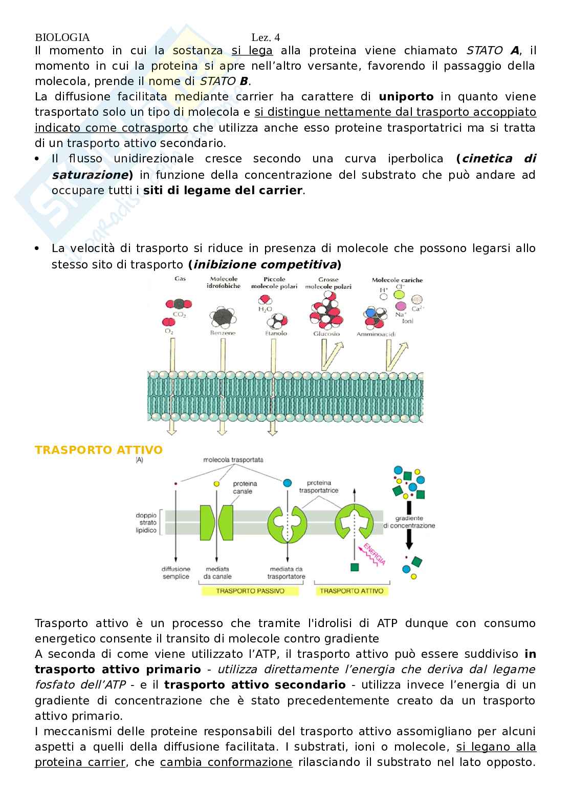 Biologia - lezione 4 Pag. 11