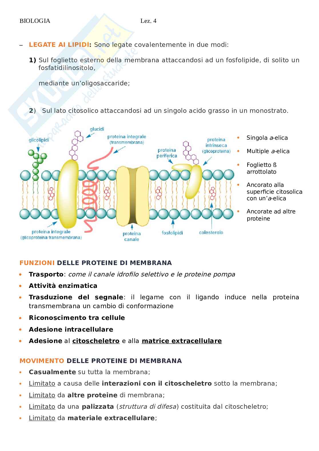 Biologia - lezione 4 Pag. 2