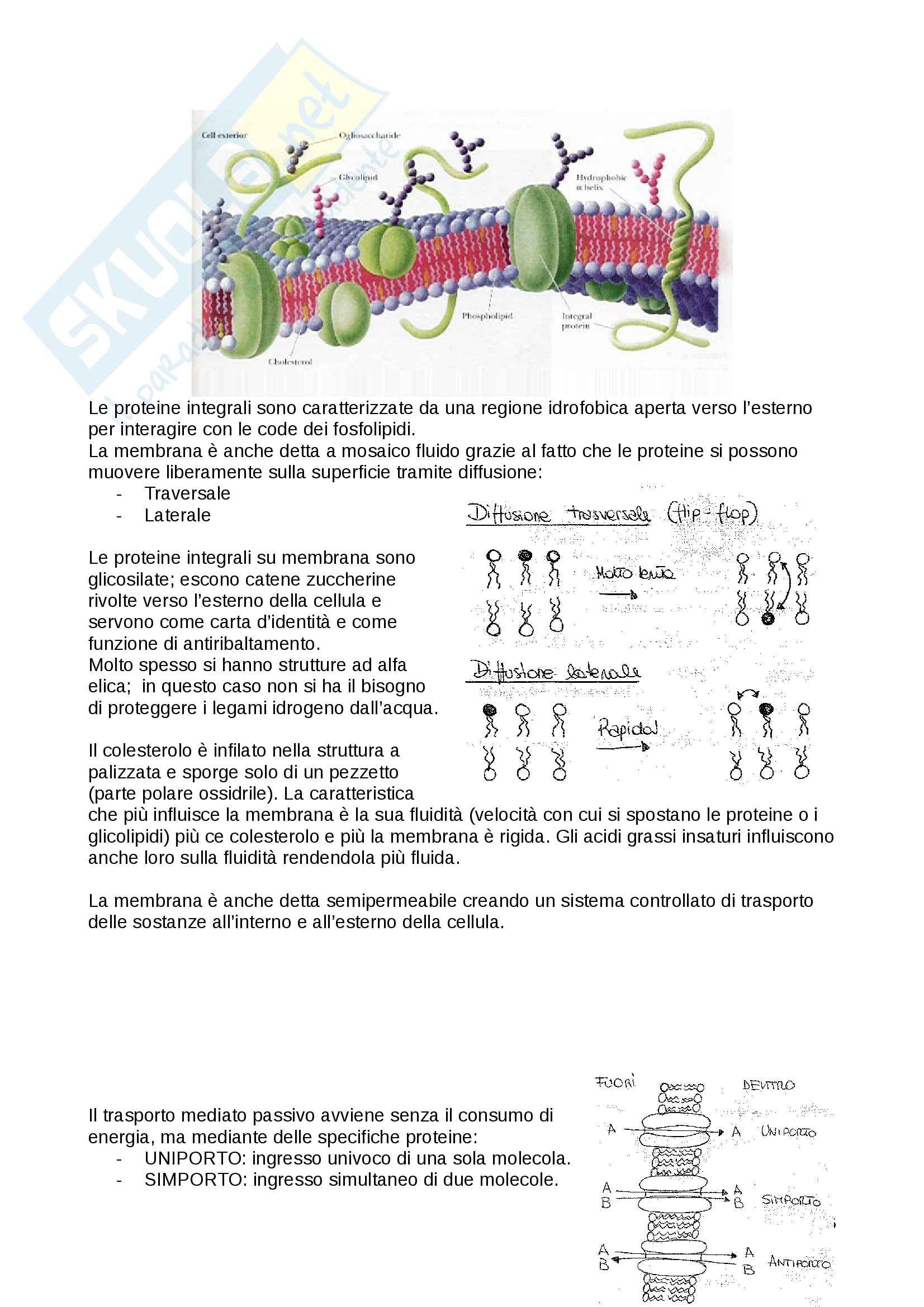 Biochimica generale - Appunti Pag. 36