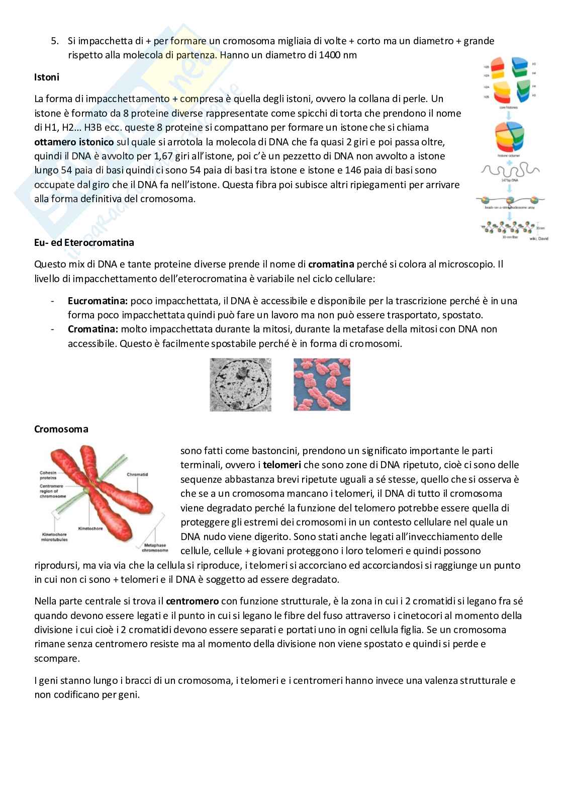  Genetica Pag. 6