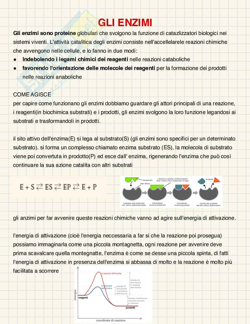 Enzimi Pag. 2