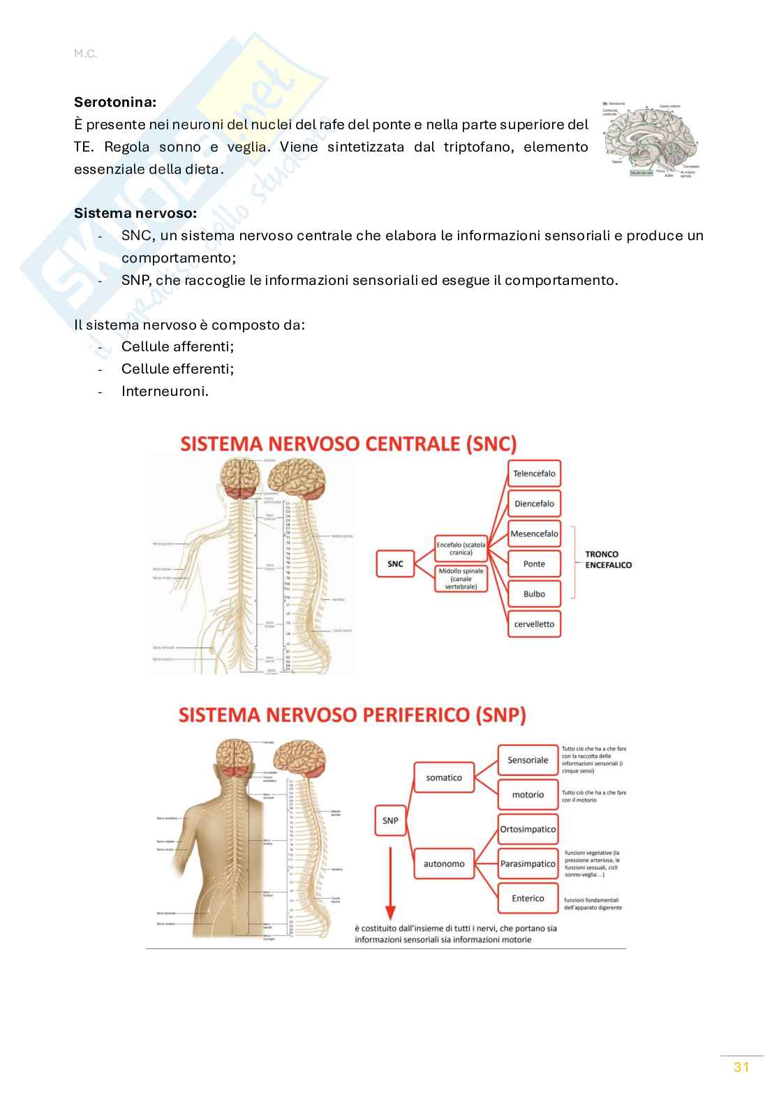 Fisiologia umana Pag. 31