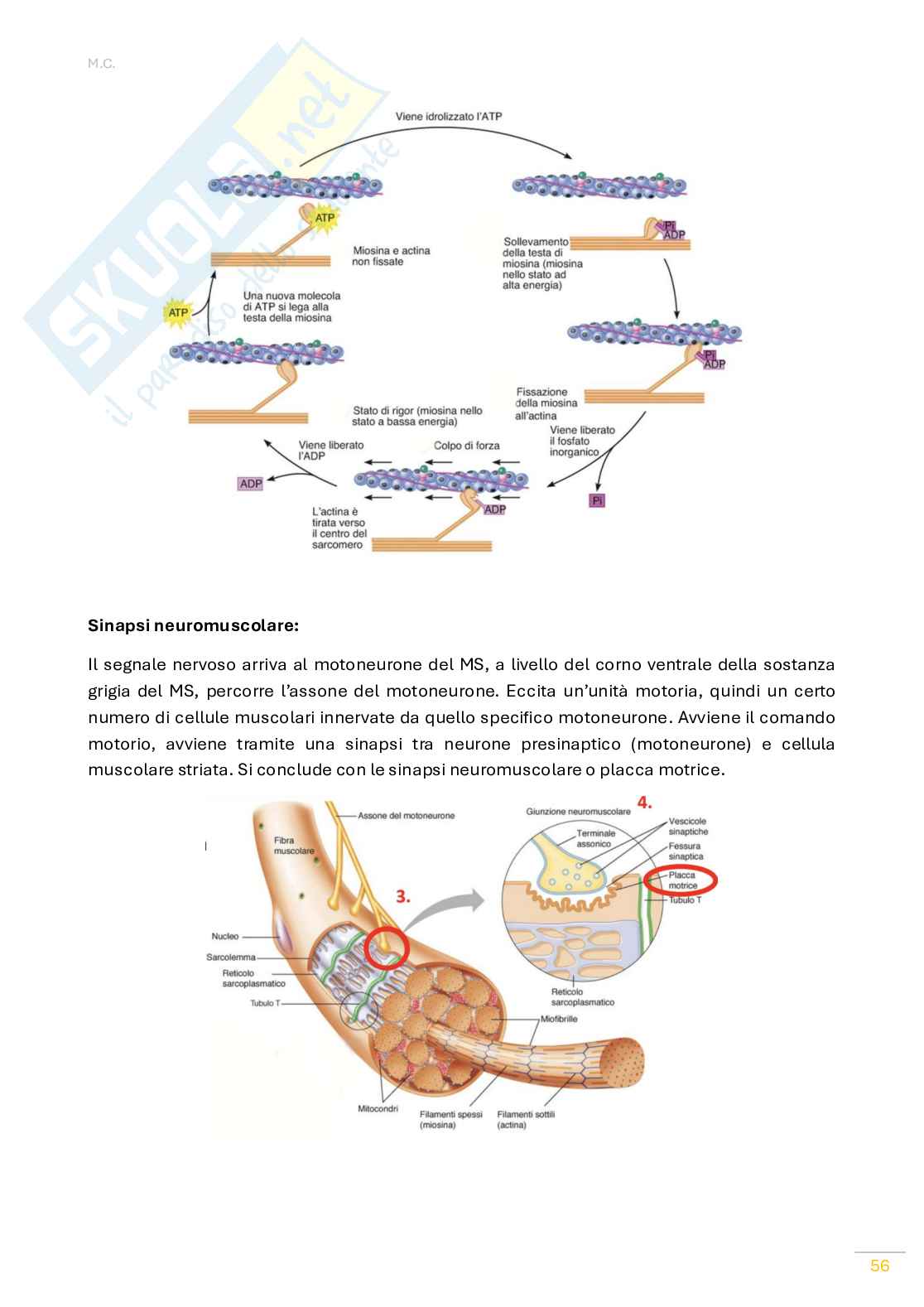Fisiologia umana Pag. 56