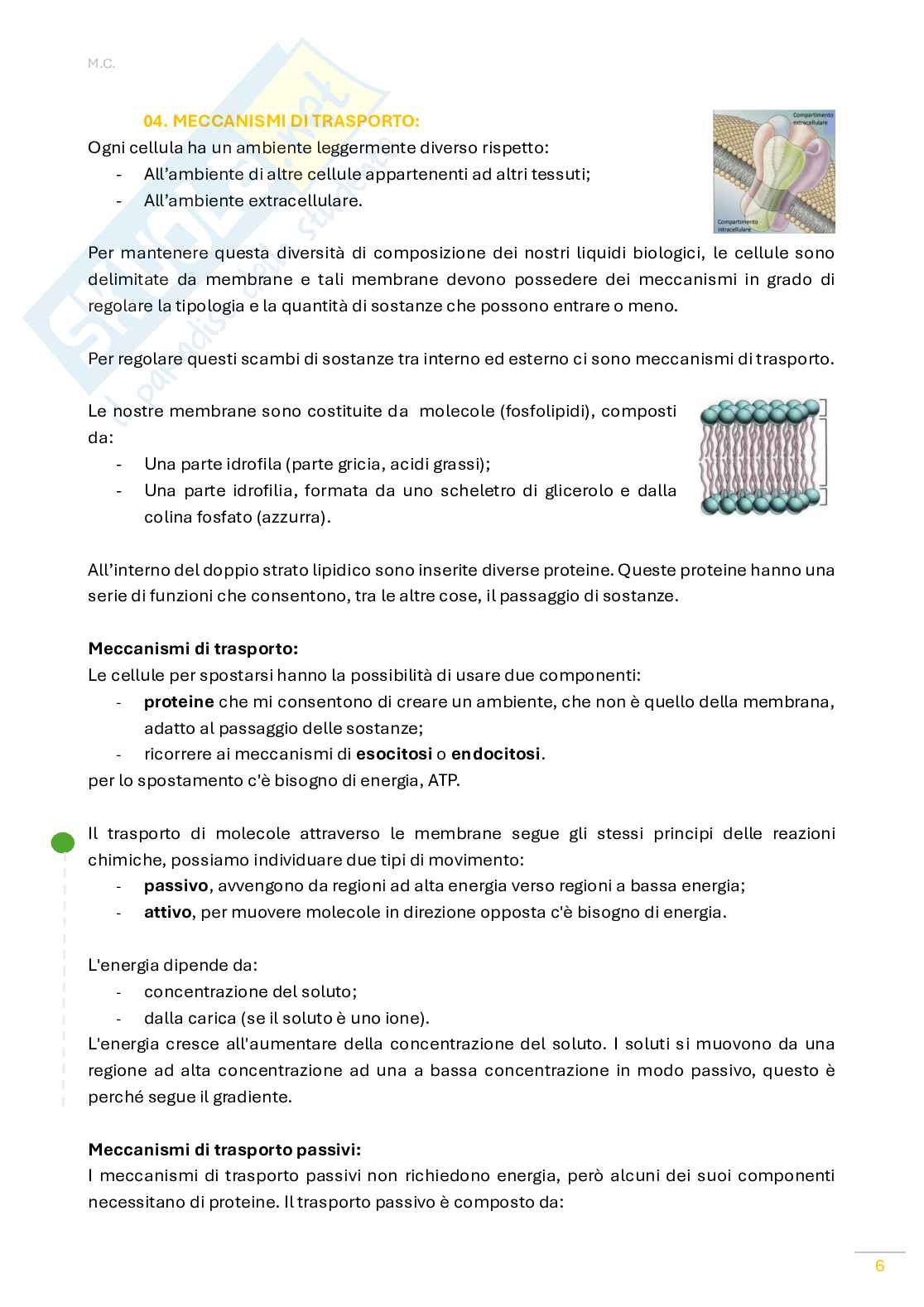 Fisiologia umana Pag. 6