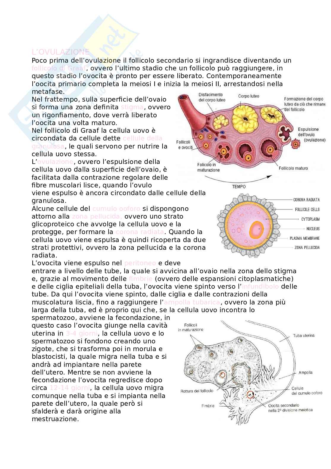 Ovulazione Pag. 1