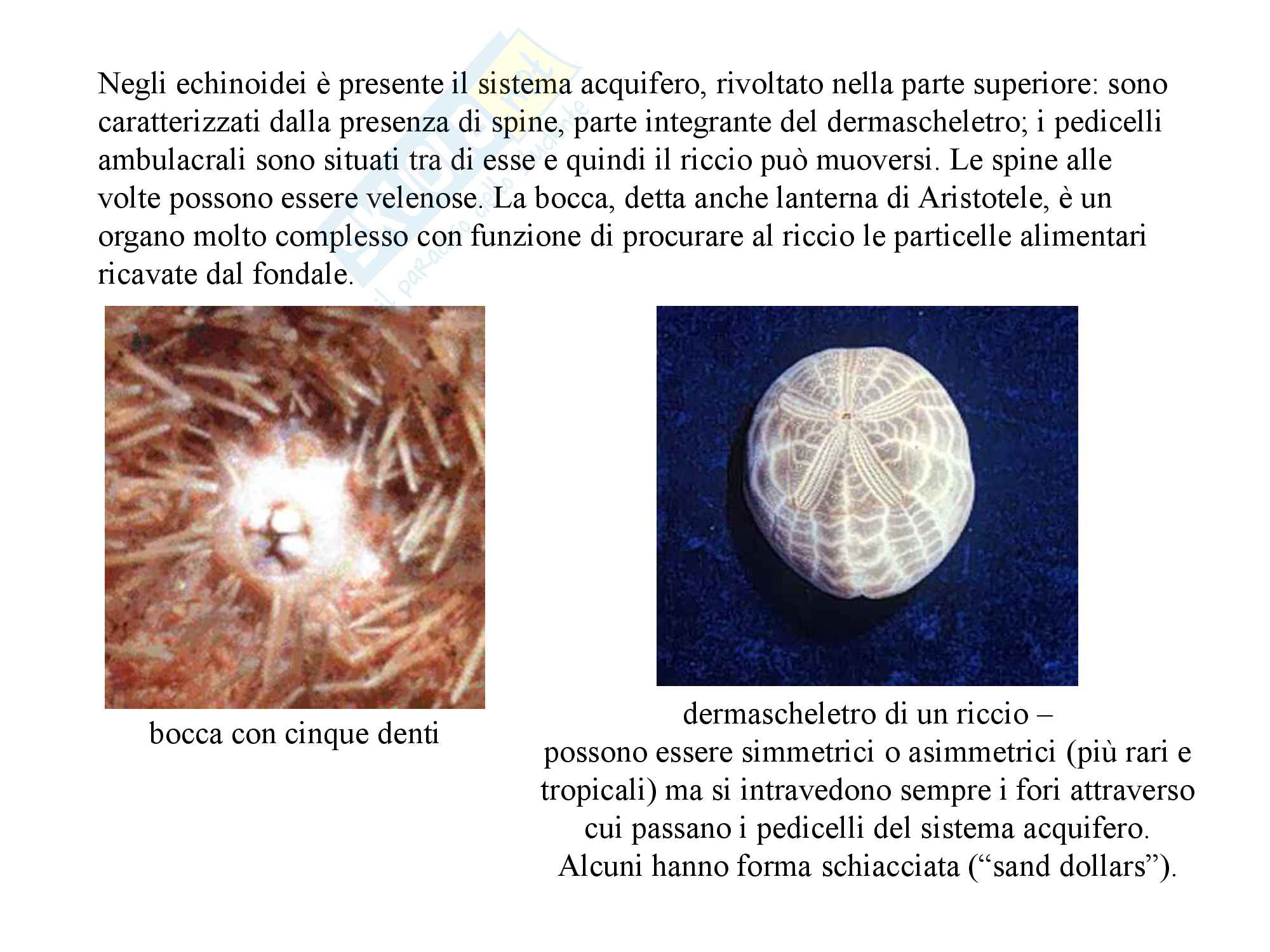 Echinodermi, zoologia, scienze biologiche Pag. 21