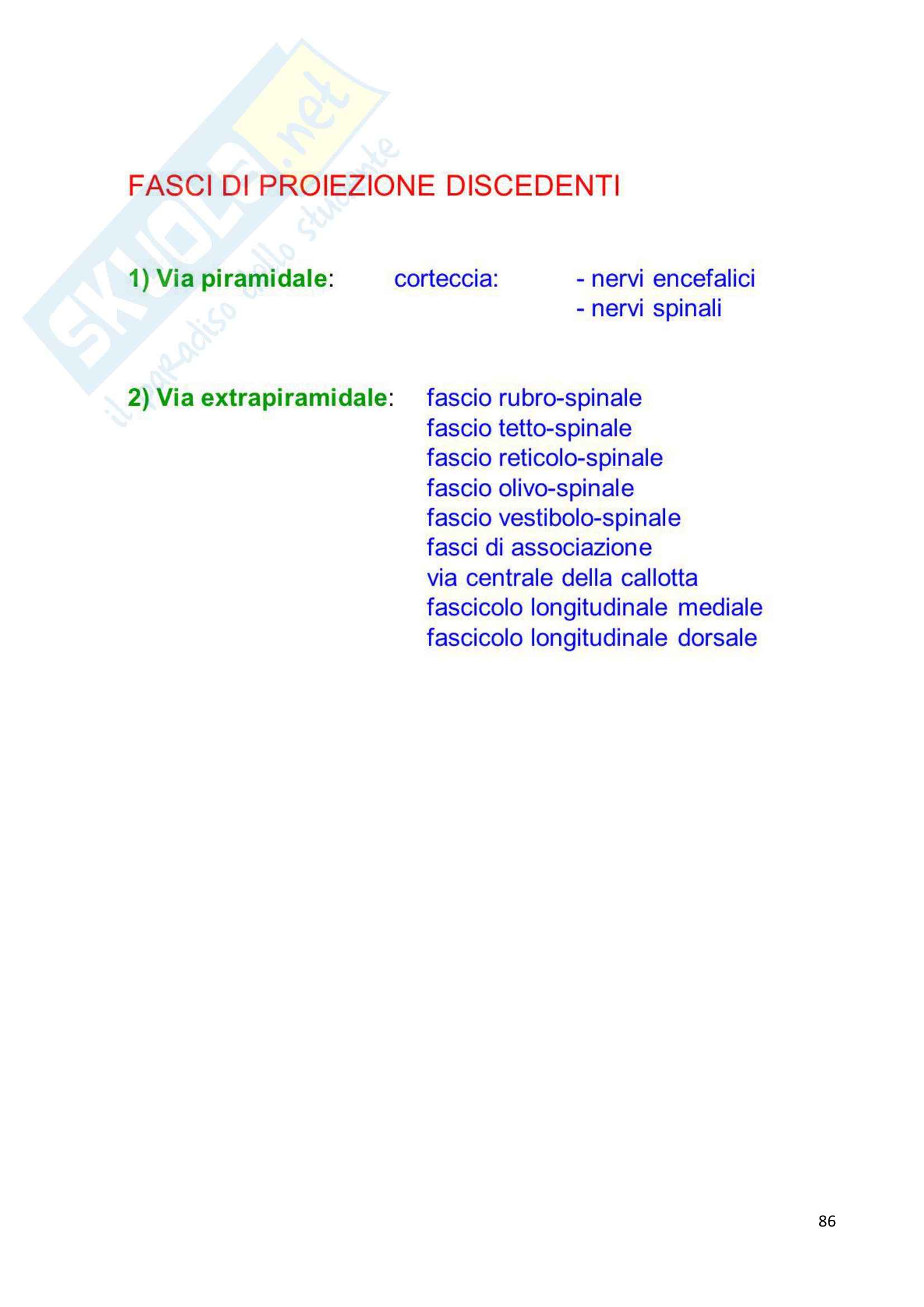 Sistema Nervoso Centrale, Anatomia Pag. 86