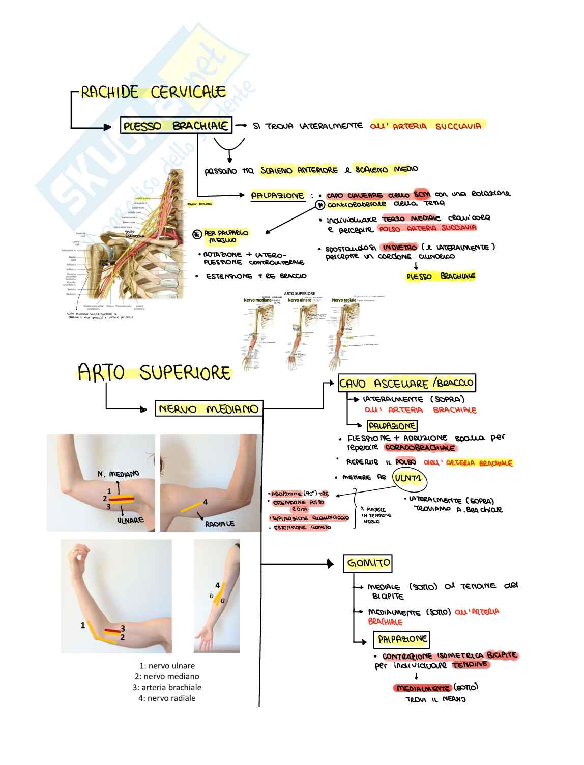 Schema Anatomia e palpazione SNP Pag. 1