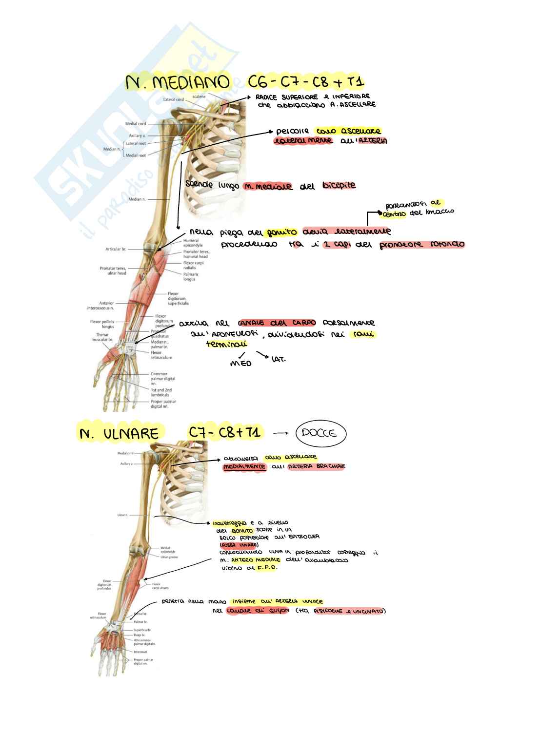 Schema Anatomia e palpazione SNP Pag. 11
