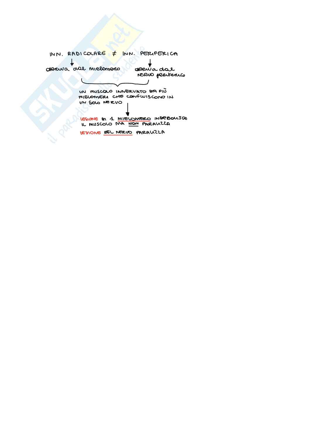 Schema Anatomia e palpazione SNP Pag. 16