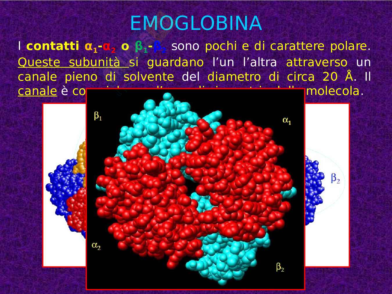 Mioglobina ed Emoglobina Pag. 16