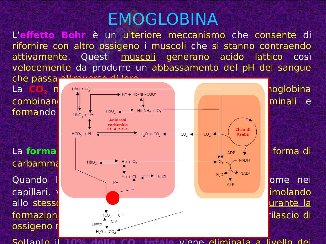 Mioglobina ed Emoglobina Pag. 31
