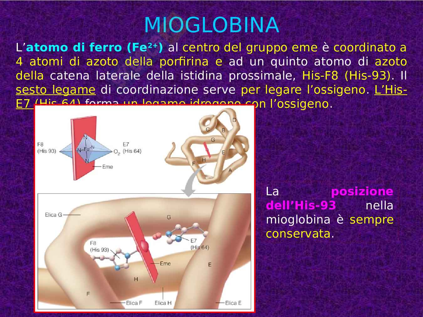 Mioglobina ed Emoglobina Pag. 6