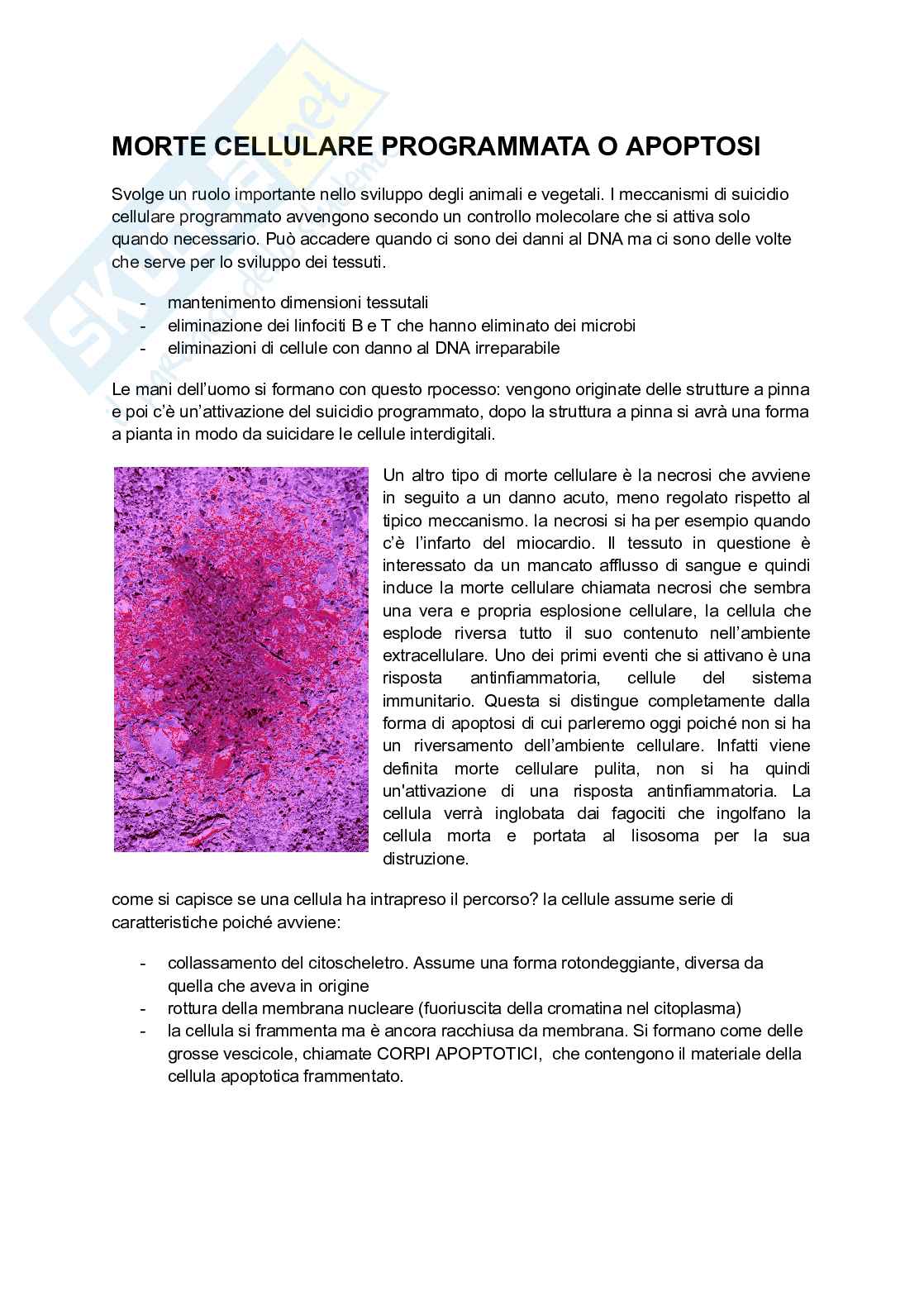 Morte cellulare programmata e apoptosi Pag. 1