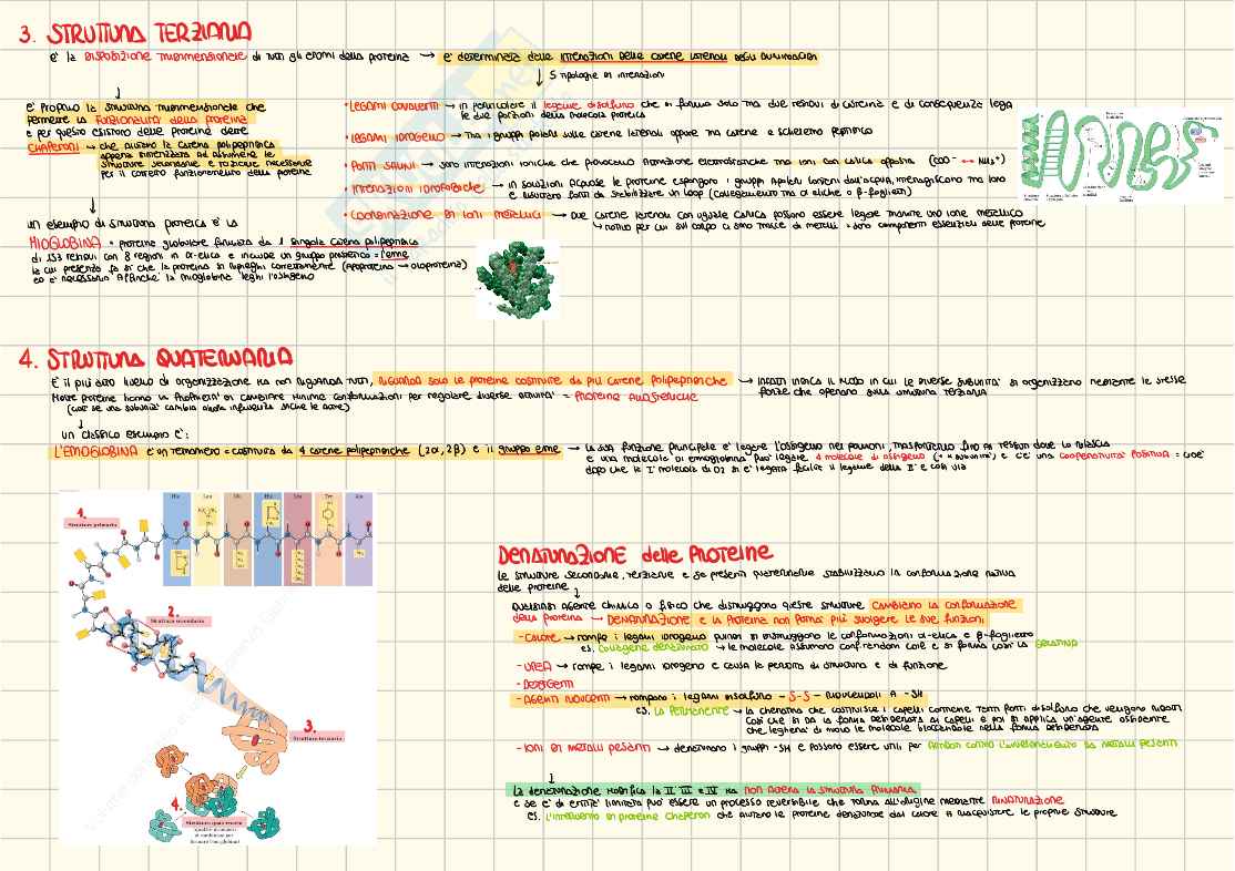 Appunti Propedeutica biochimica Pag. 11