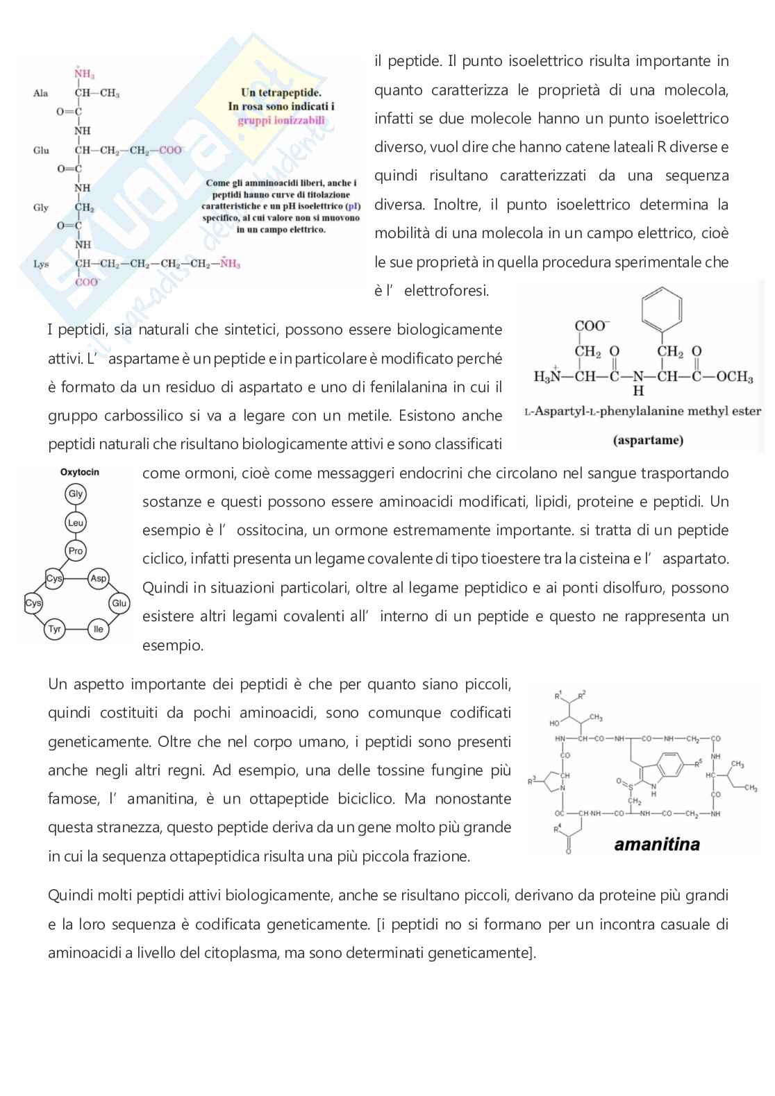 Biochimica - A.A. 2025/2026  Pag. 16