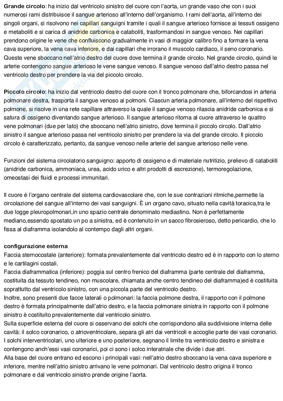 Anatomia umana Pag. 36