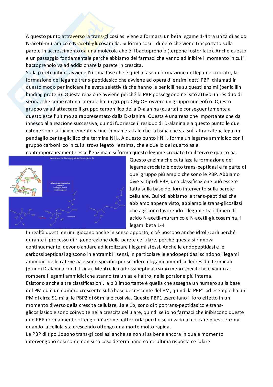 Riassunto esame Chimica farmaceutica 1 e fitochimica, Prof. Cottiglia Filippo, libro consigliato Principi di chimica farmaceutica , Lemke, Williams Pag. 61