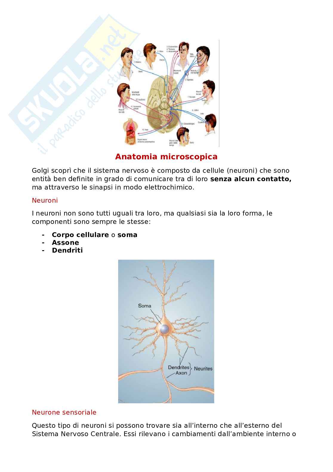 Appunti di Neuroscienze cognitive Pag. 16