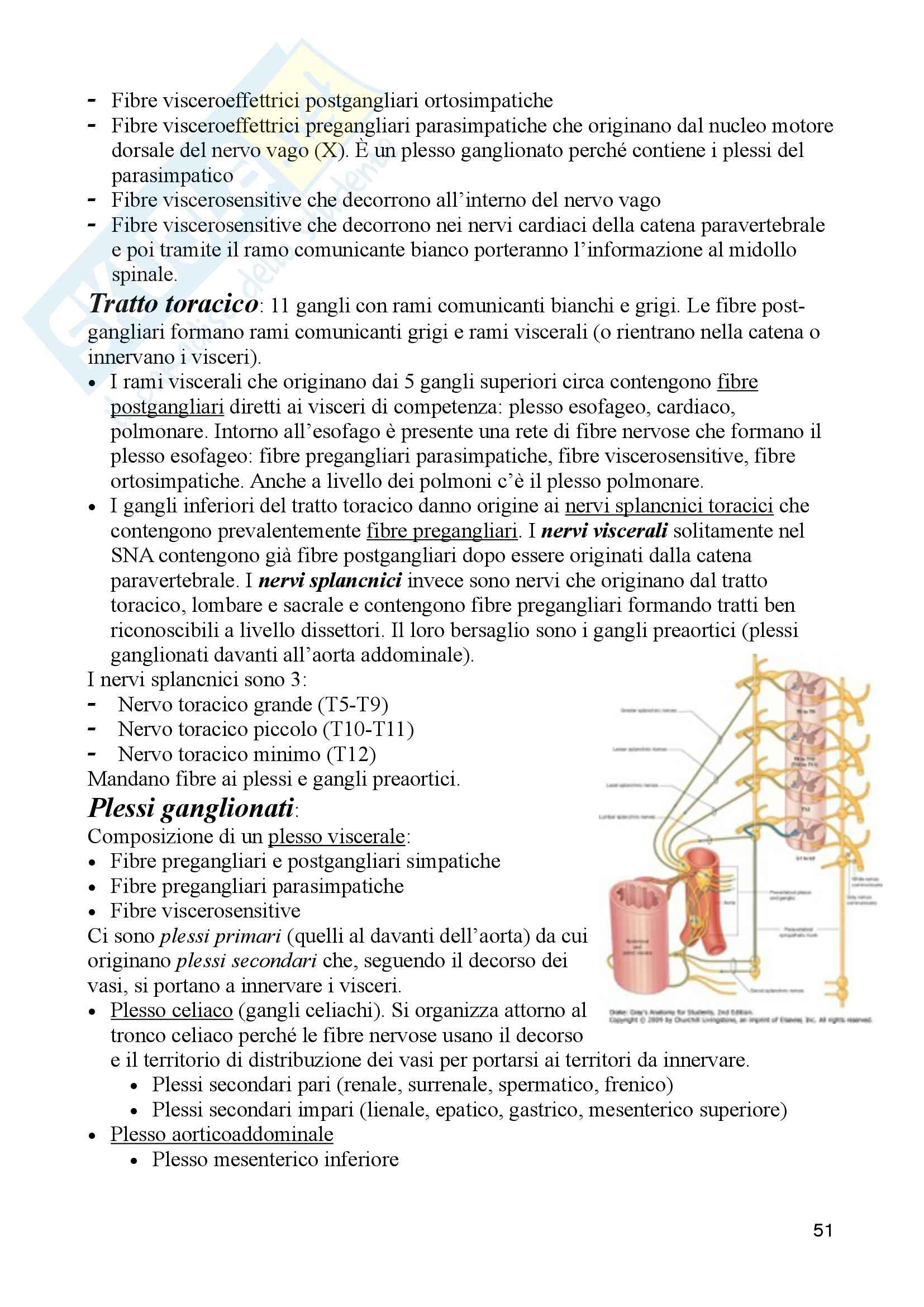 Neuroanatomia - Appunti Pag. 51
