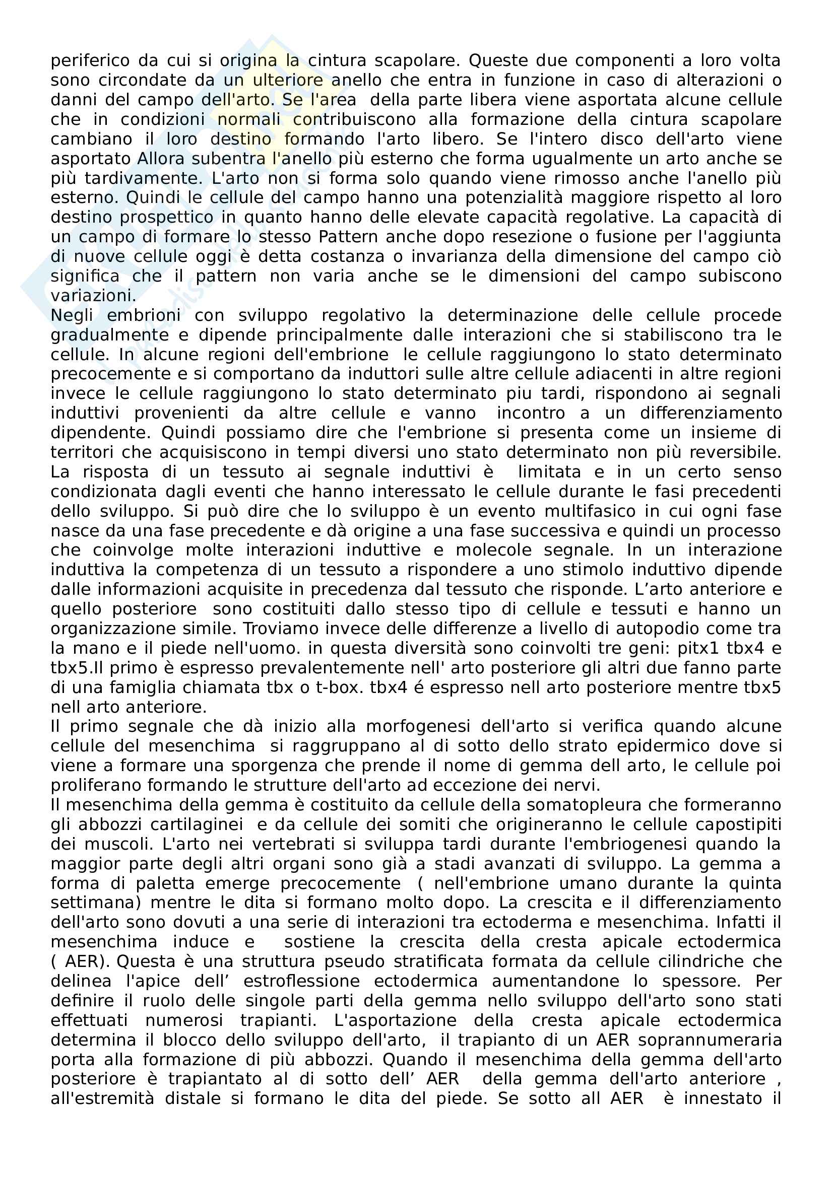 Biologia dello sviluppo Pag. 41