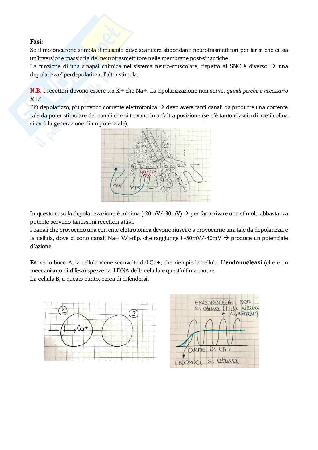 Appunti secondo modulo di Fisiologia Pag. 6