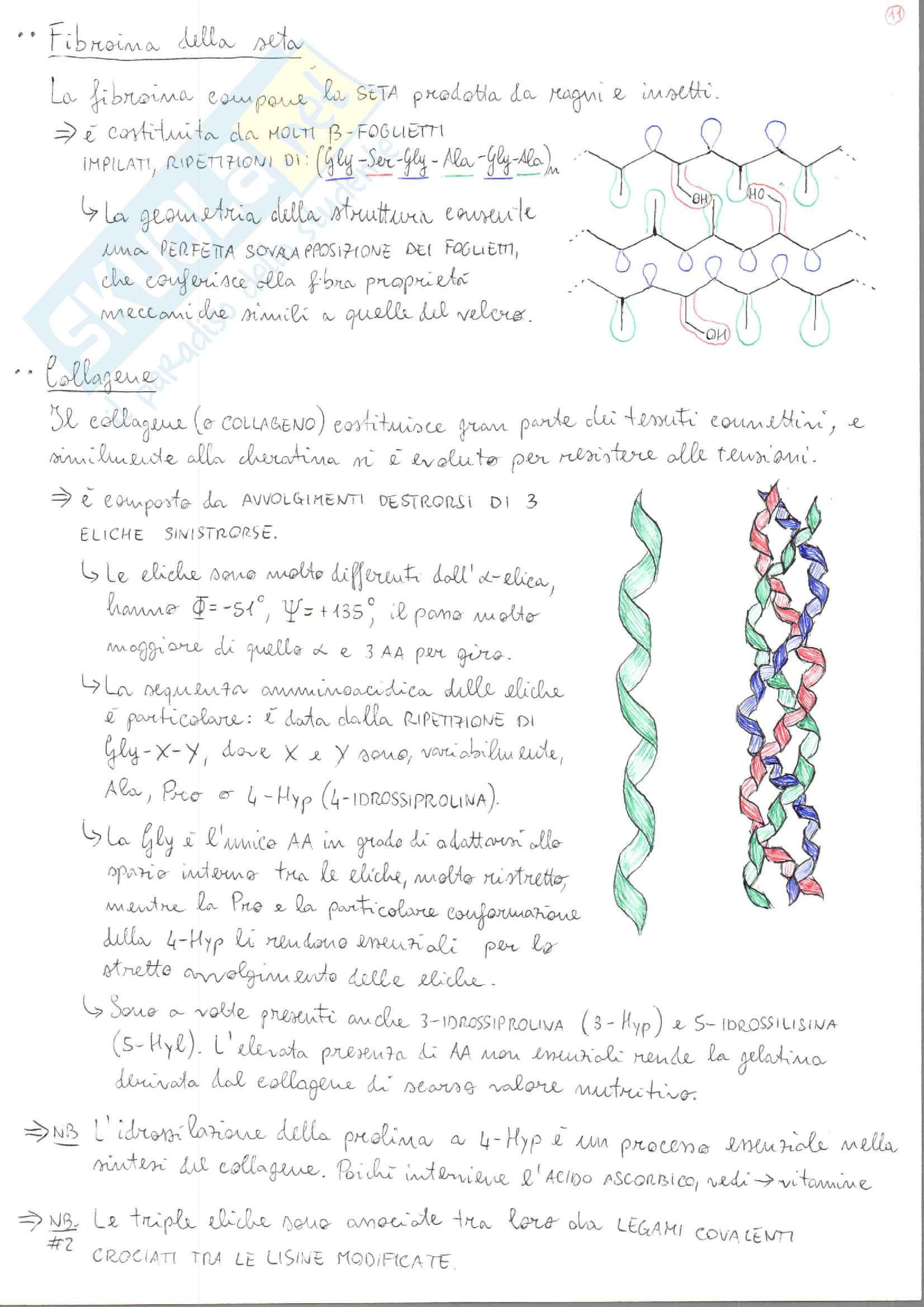 Biochimica I + II Pag. 11