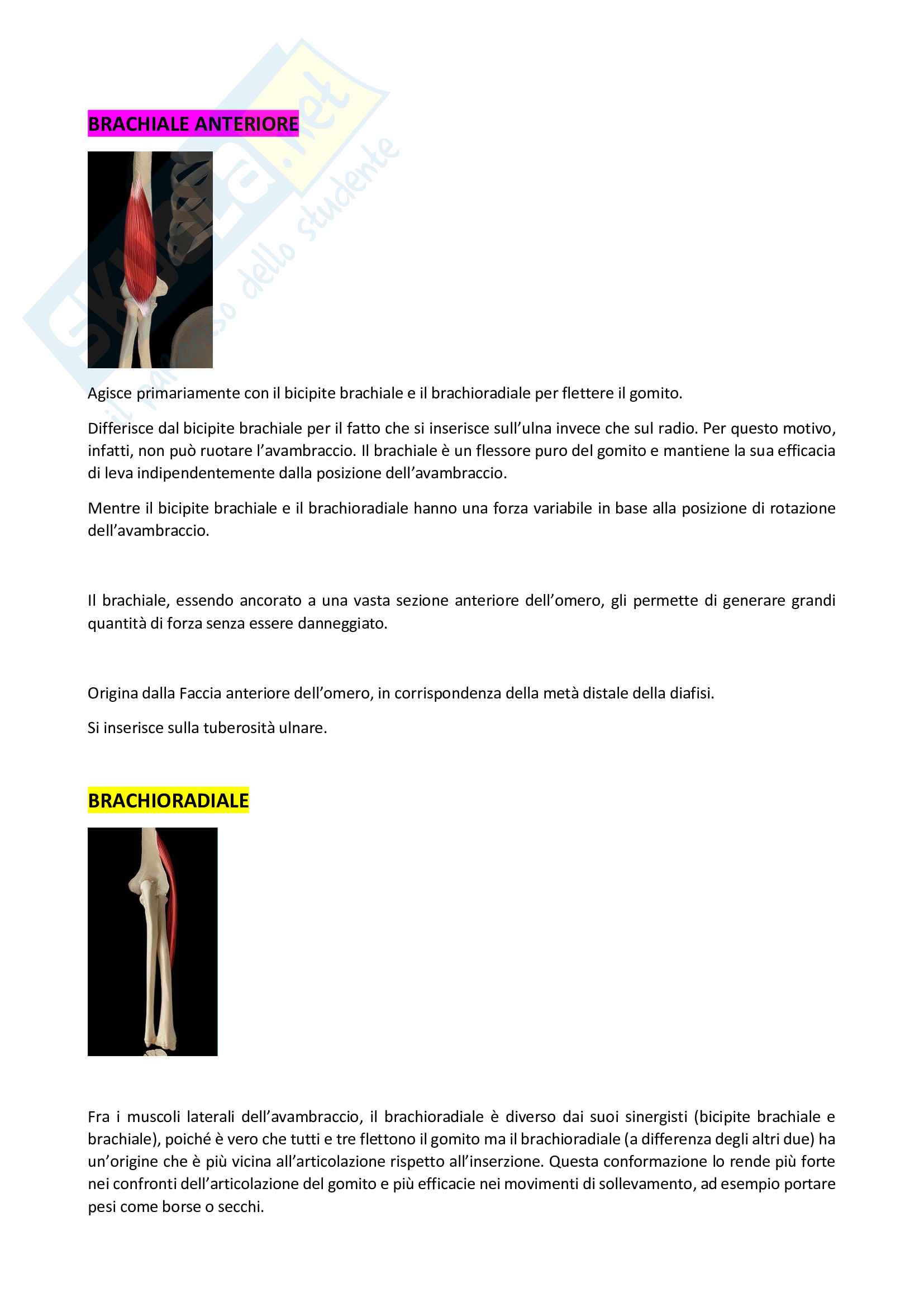 Appunti di Anatomia e chinesiologia del gomito Pag. 11