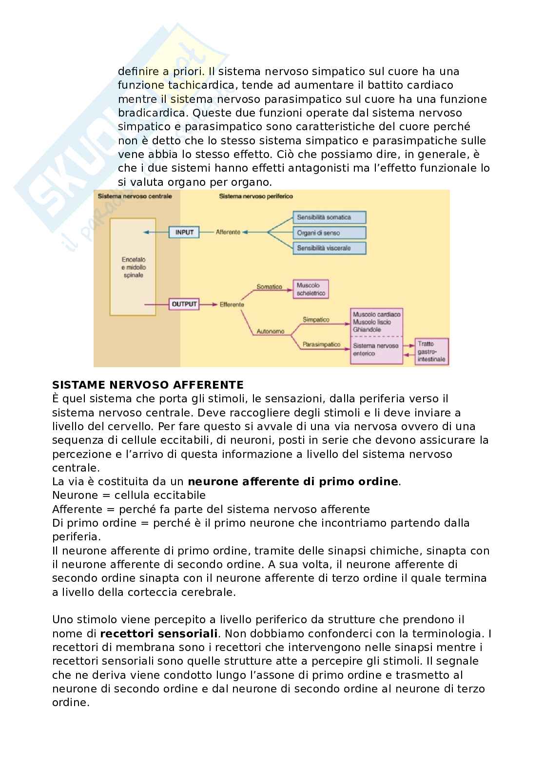 Recettori sensoriali Pag. 2