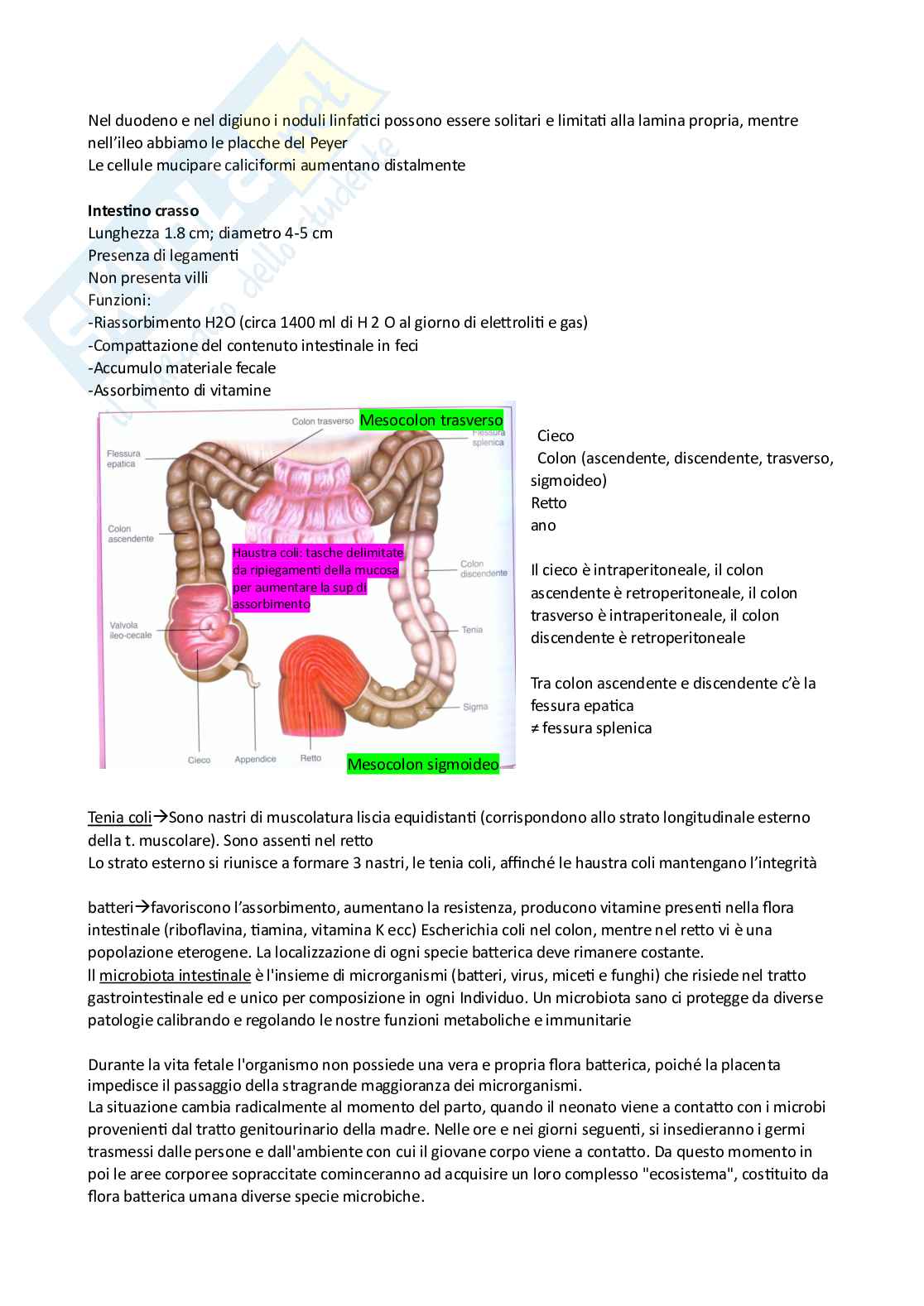 Riassunto esame Anatomia, Prof. Miloso Maria Rosaria, libro consigliato Anatomia umana, Martini, Tallitsch, Nath,Timmons Pag. 41