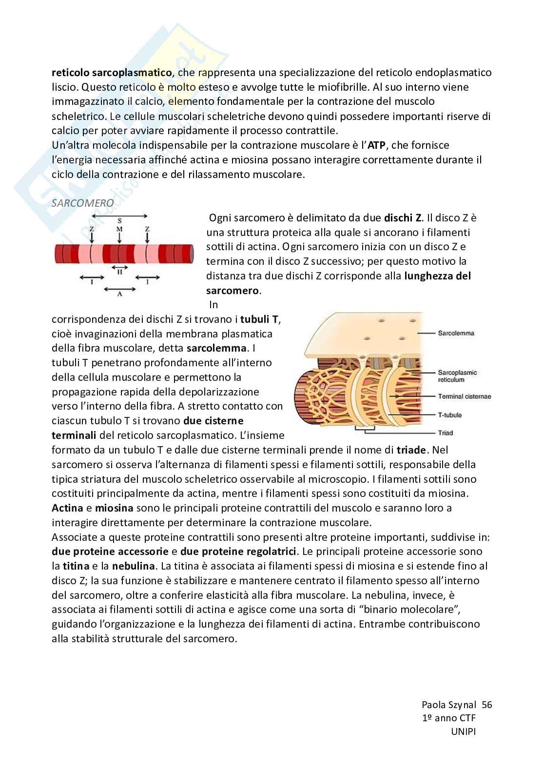 Riassunto esame Fisiologia umana, Prof. Piano Ilaria, libro consigliato Fisiologia - L’essenziale, Murloney, Myers Pag. 56
