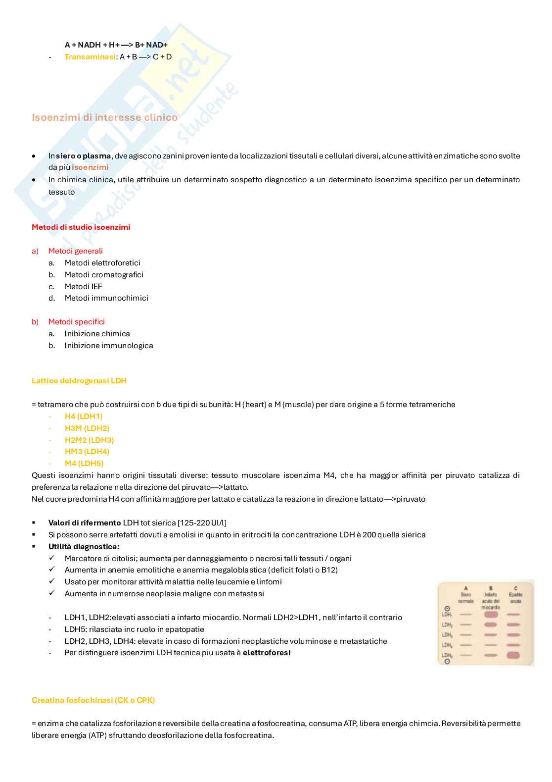 Appunti completi di Biochimica clinica e biologia molecolare clinica  Pag. 31