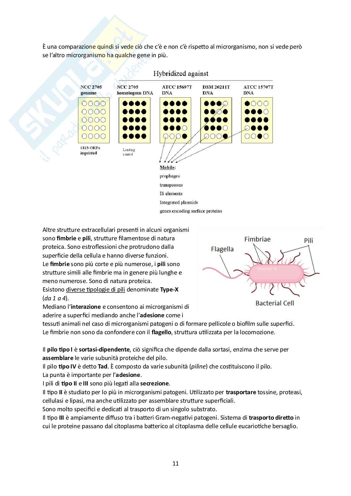 Microbiota umano e metagenomica Pag. 11