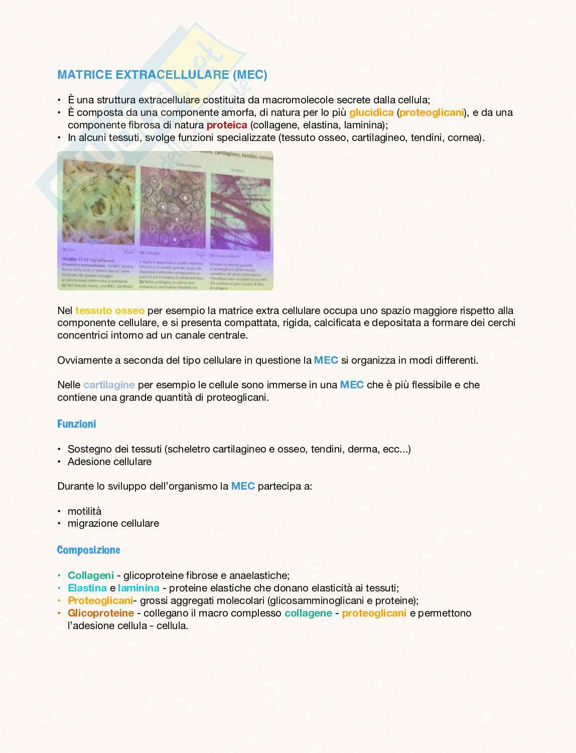 Matrice extra cellulare, adesioni e giunzioni cellulari  Pag. 1