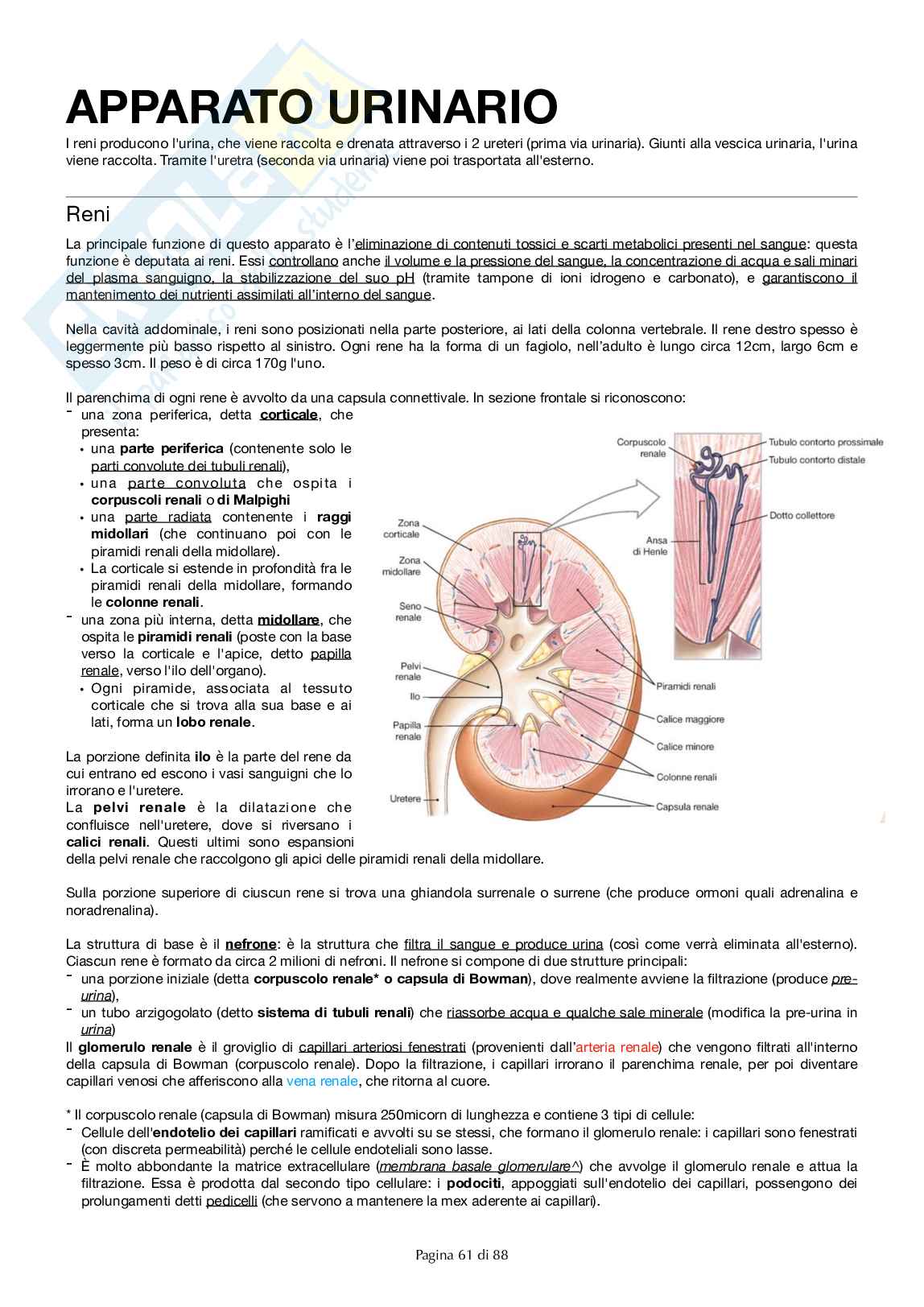 Apparato urinario Pag. 1