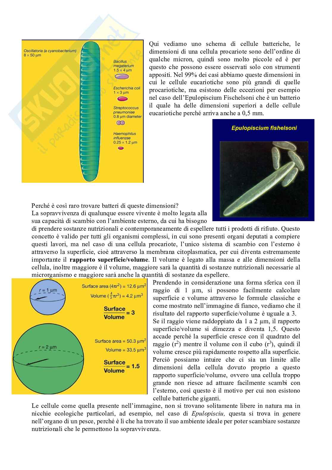 Appunti Microbiologia con laboratorio  - Lezione 4 Pag. 2