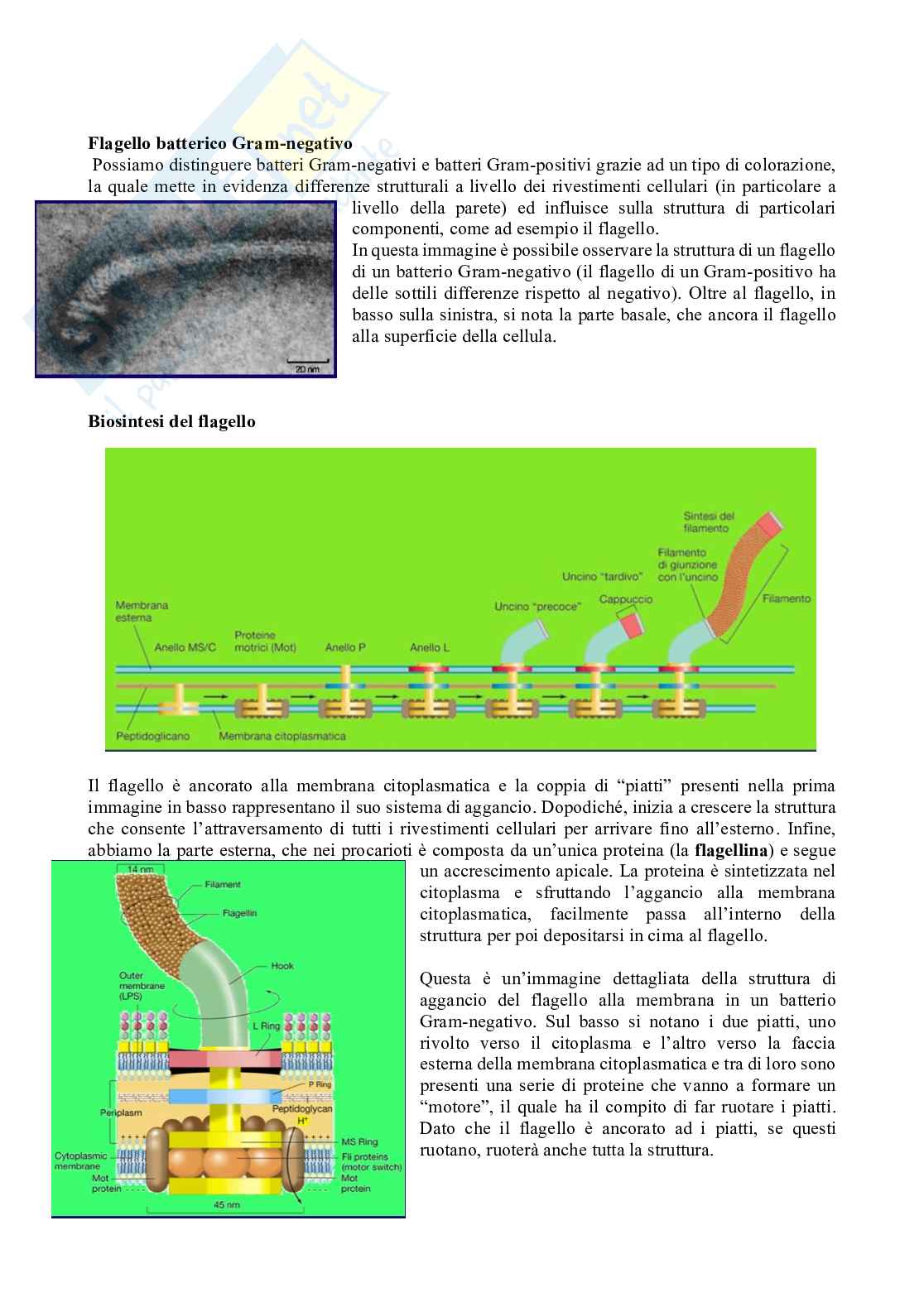 Appunti Microbiologia con laboratorio  - Lezione 4 Pag. 6