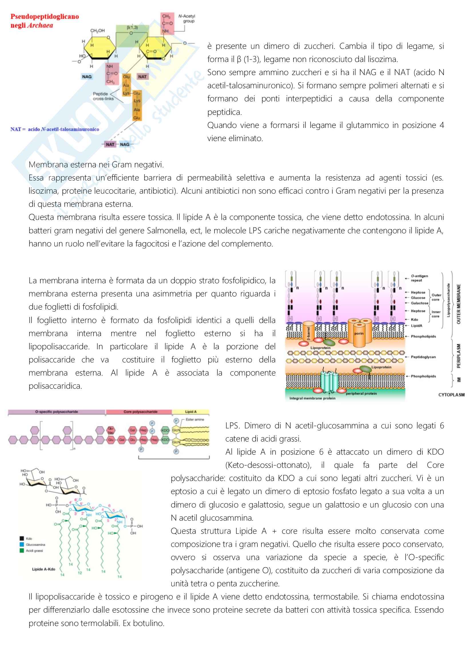 Appunti presi a lezione di microbiologia Pag. 11