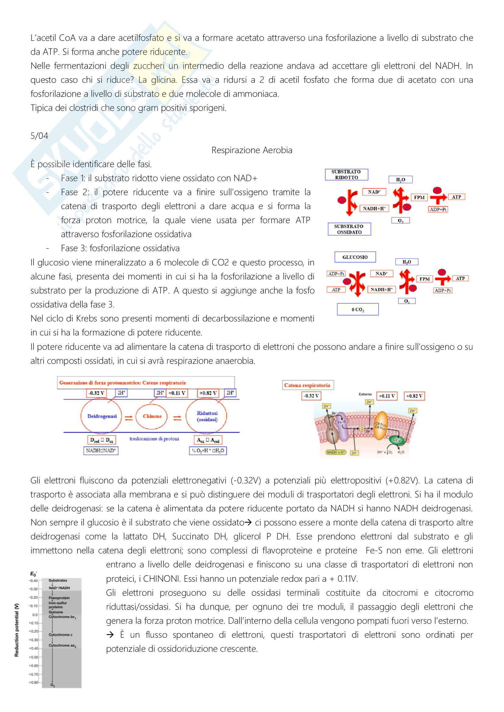 Appunti presi a lezione di microbiologia Pag. 36