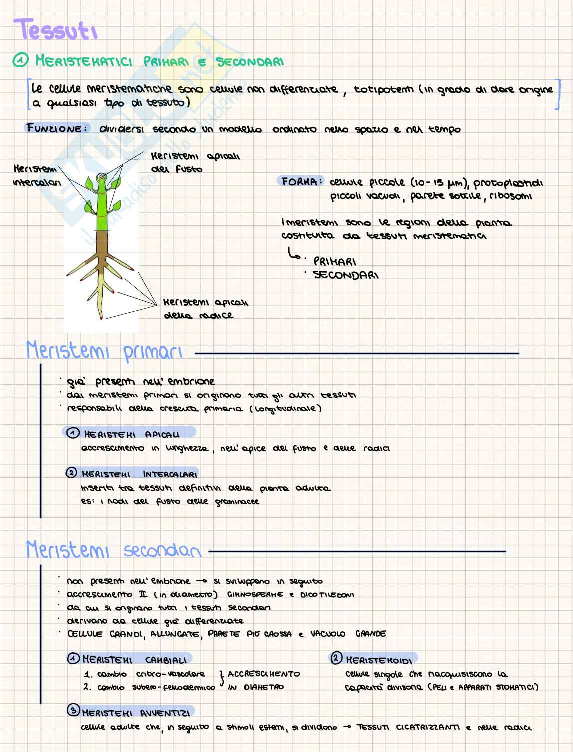 Tessuti delle piante Pag. 1