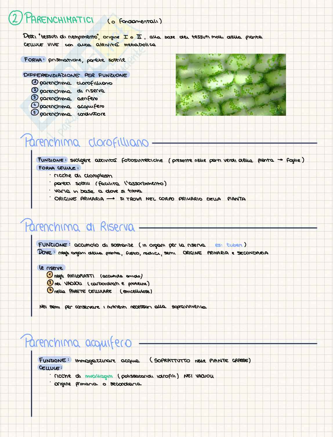 Tessuti delle piante Pag. 2