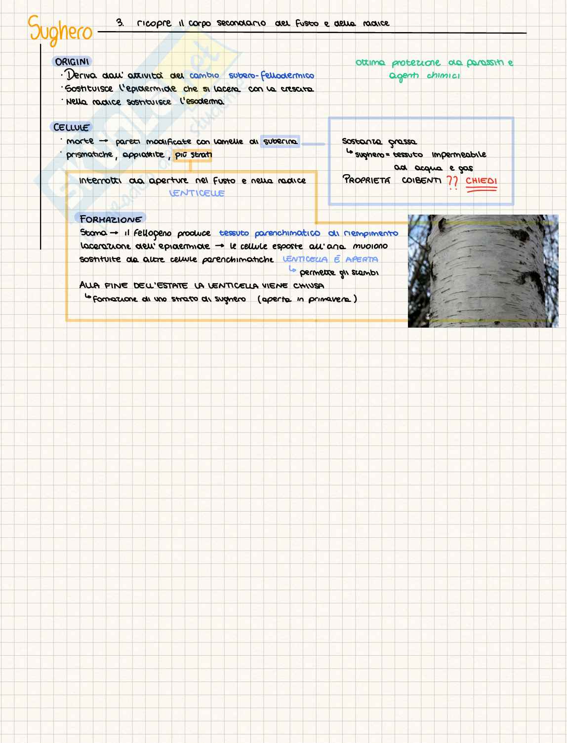 Tessuti delle piante Pag. 6