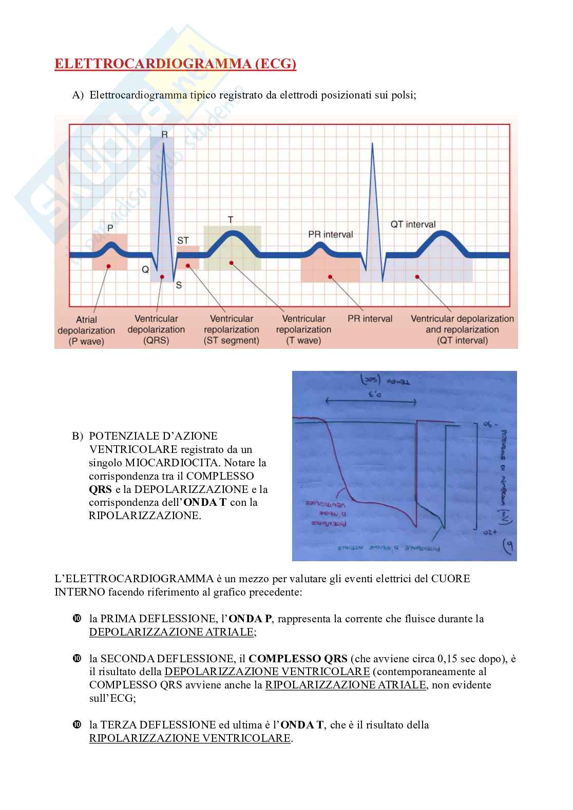 Appunti fisiologia, seconda parte Pag. 21