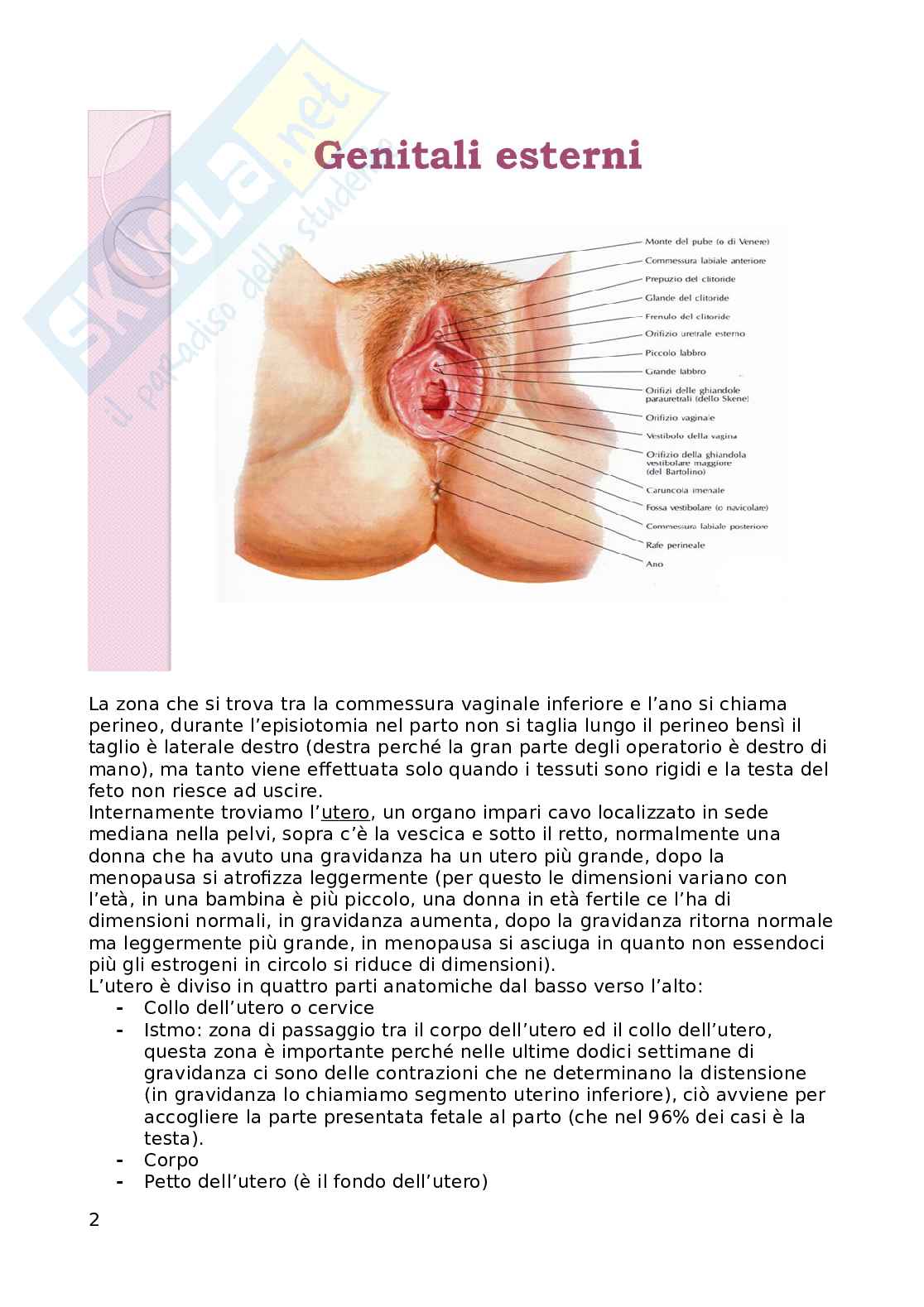Ginecologia  Pag. 2