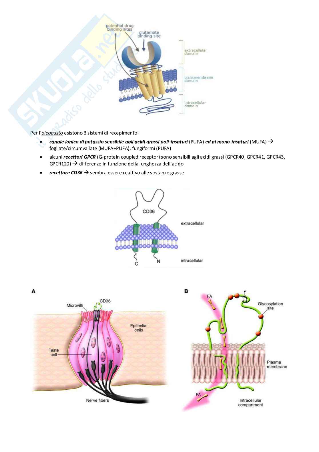 Appunti Consumer science e analisi sensoriale Pag. 26