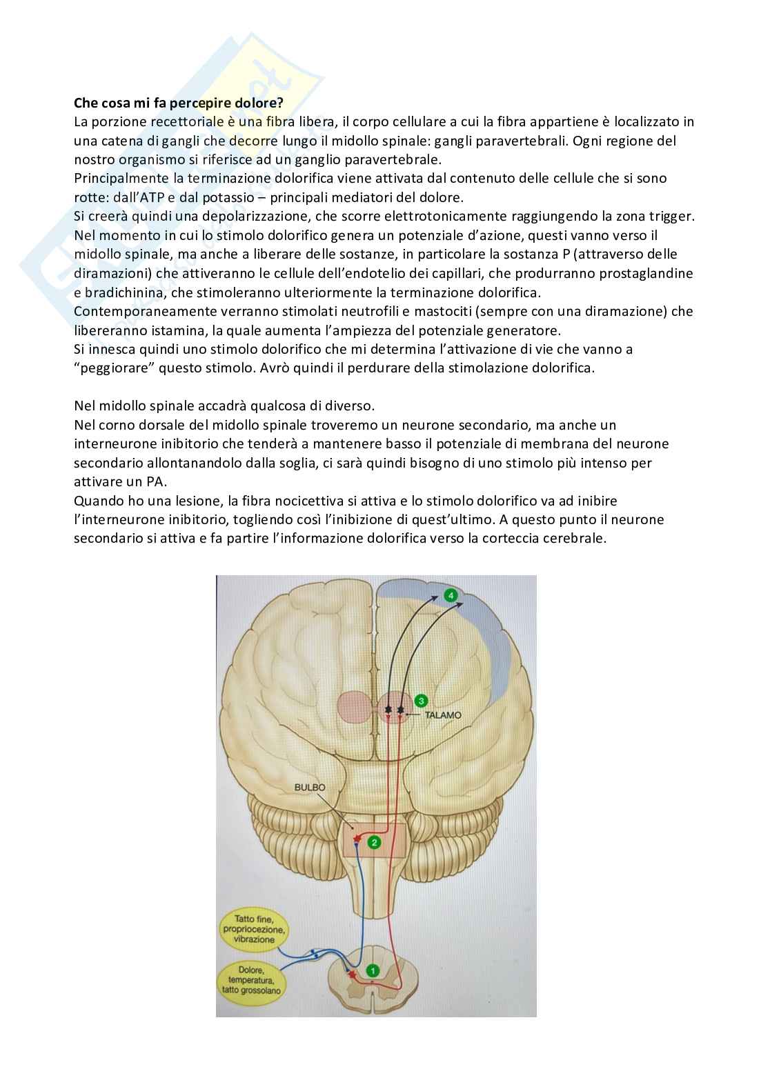 Fisiologia generale Pag. 36