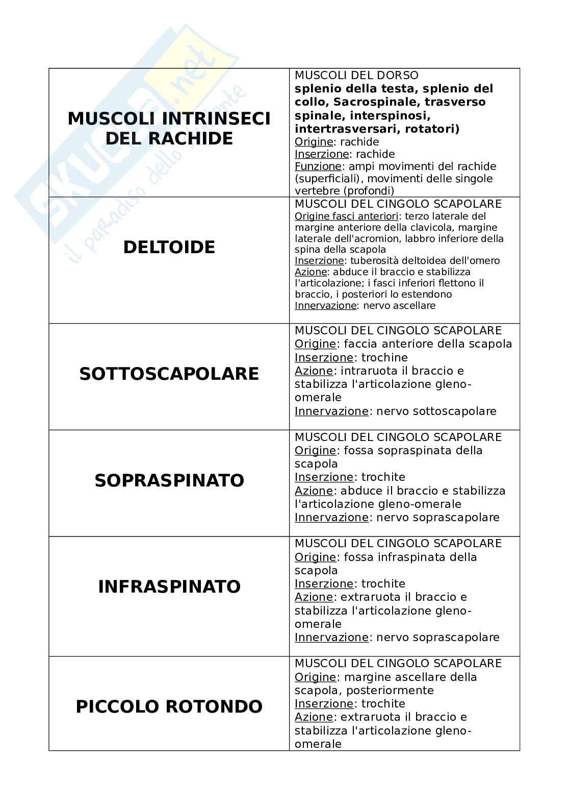 Schema sui muscoli Pag. 6