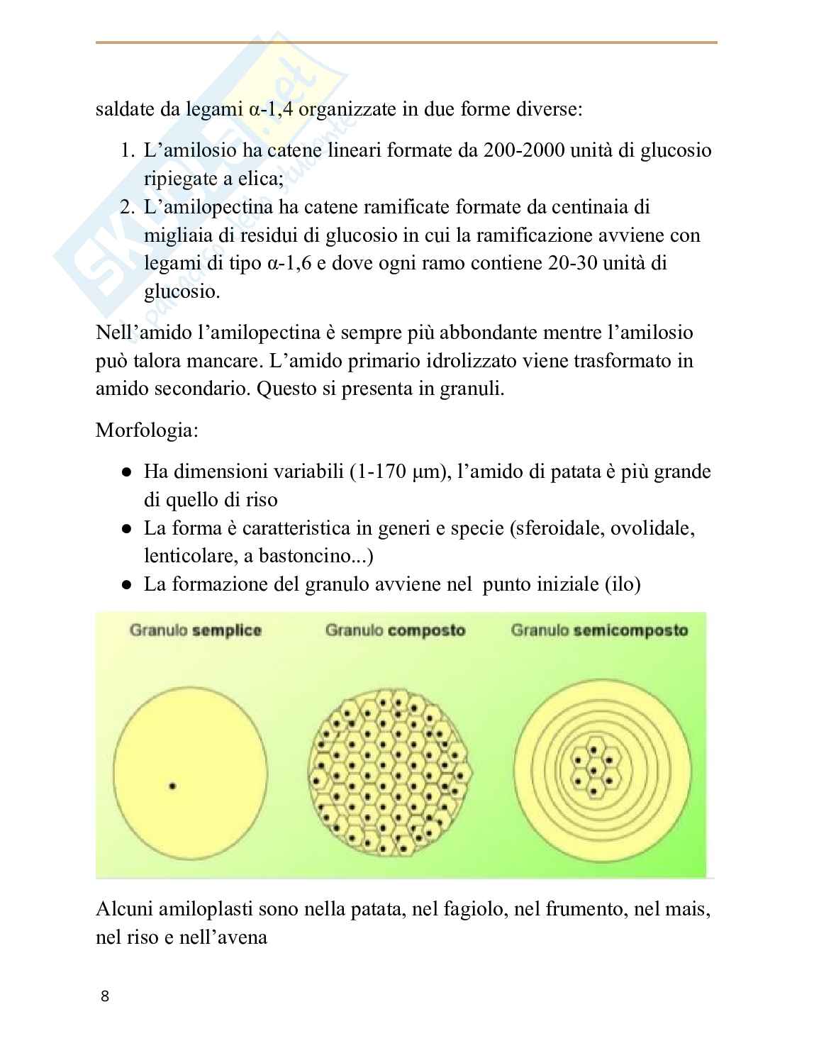 Appunti completi di Biologia vegetale Pag. 11