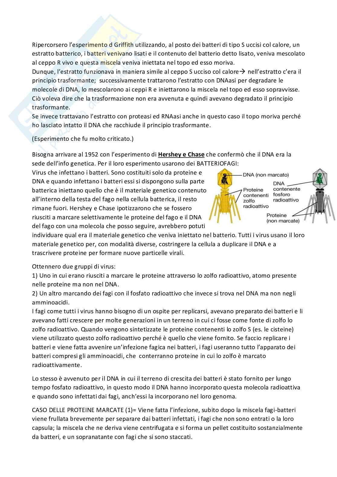 DNA - Biologia generale Pag. 2
